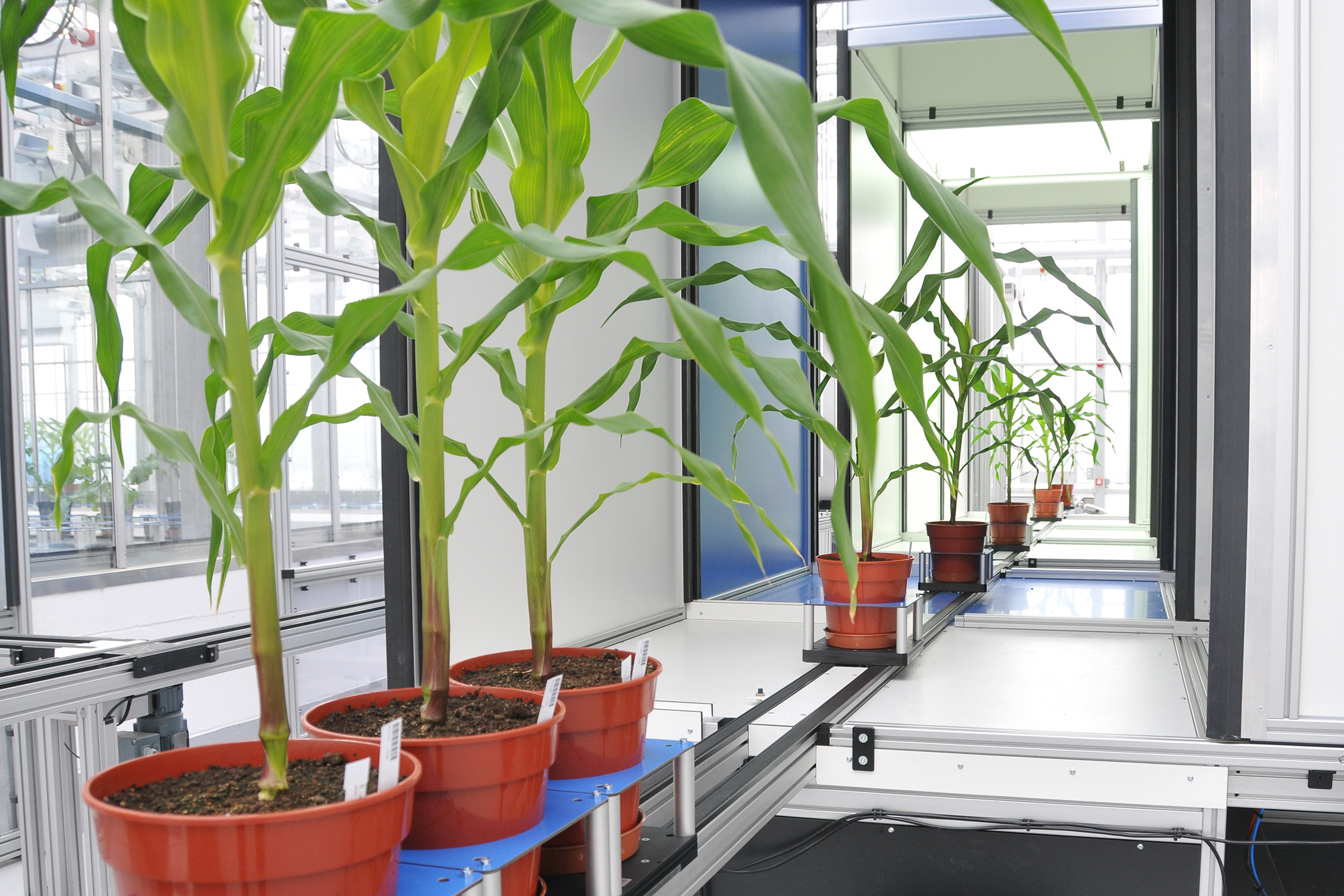 Plant Phenotyping Market Analysis 2020 to 2028