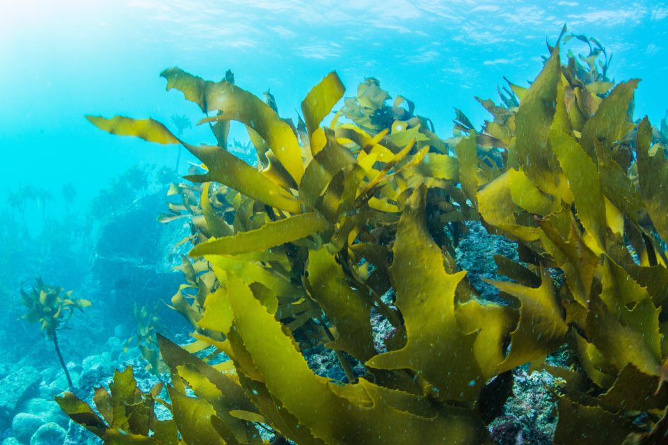 Microbes that eat seaweed were used to create sustainable plastics