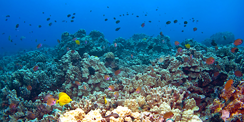 Marine heat waves may have weakened coral reefs, according to researchers