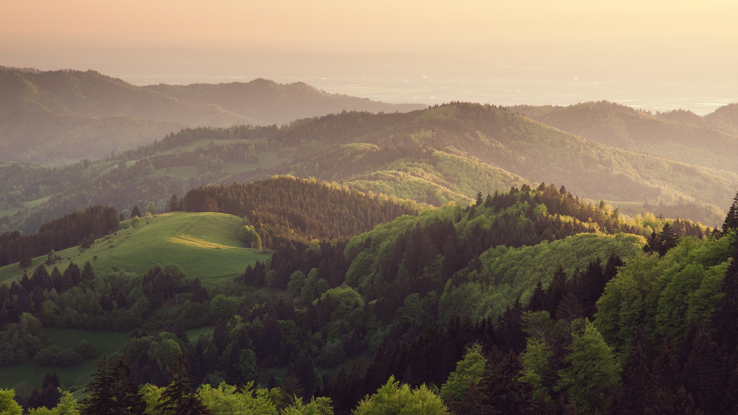 Forests help the economy, climate, and more