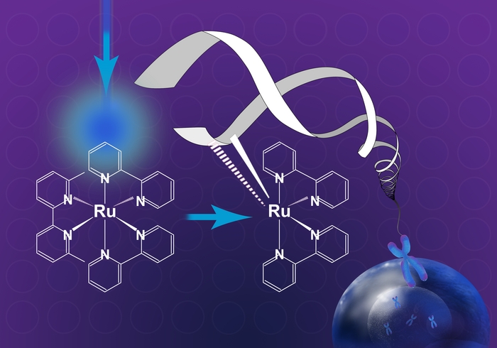 Anticancer Ruthenium Compounds with a Water-Soluble Formula