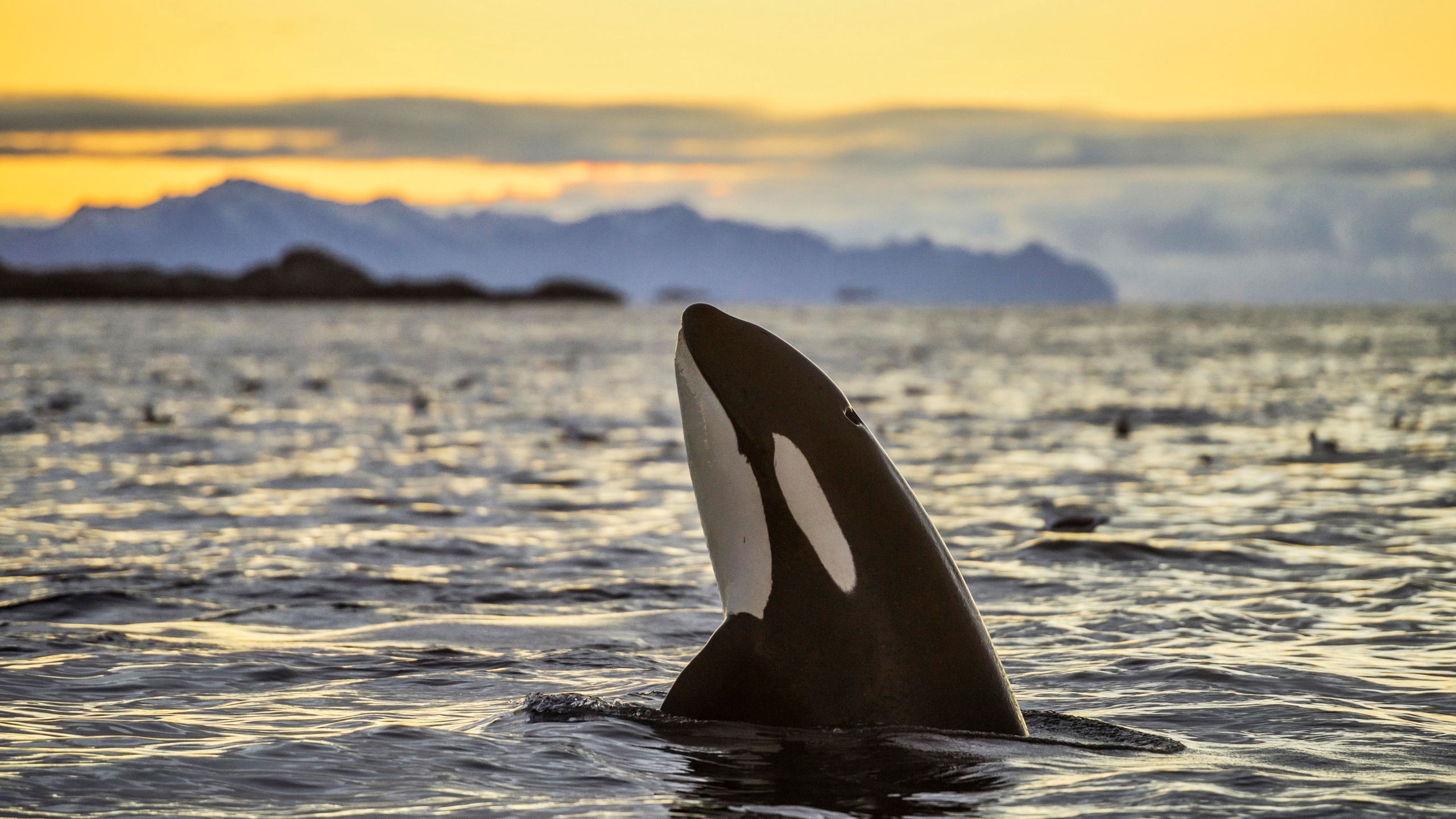The Orcas of Europe are destroying boat rudders